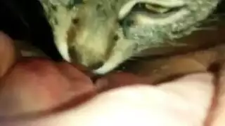 hardcore pet play: feline licks her wet pussy