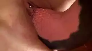 زب حصان وحشي يوسع كسها