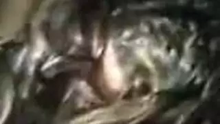 أنبوب عربي إكس إكس إكس: بنات مثيرات، شيميلات، وإباحية صريحة